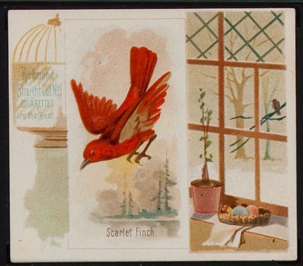 Scarlet Finch